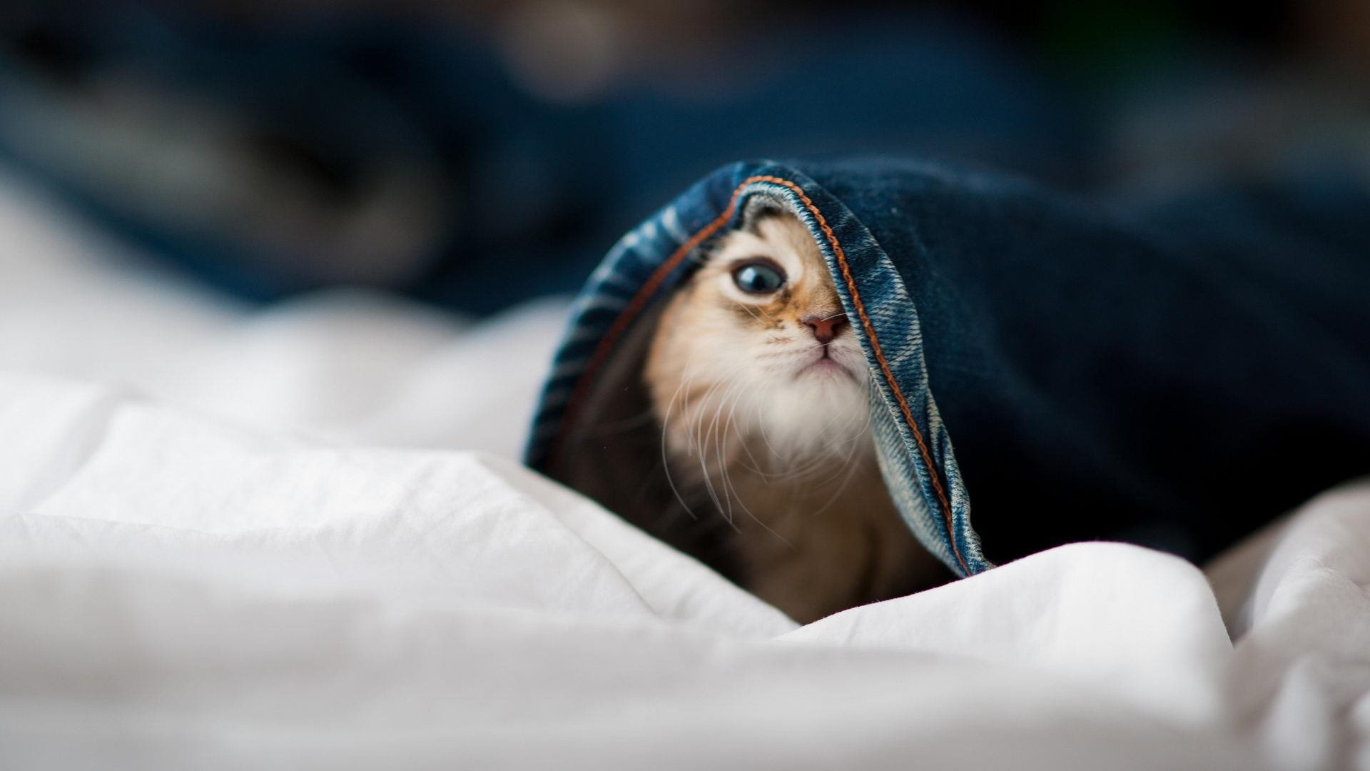 开云体育-拉梅洛爆发震撼球场，鹈鹕提前终结悬念—辽宁队的跨洋观察