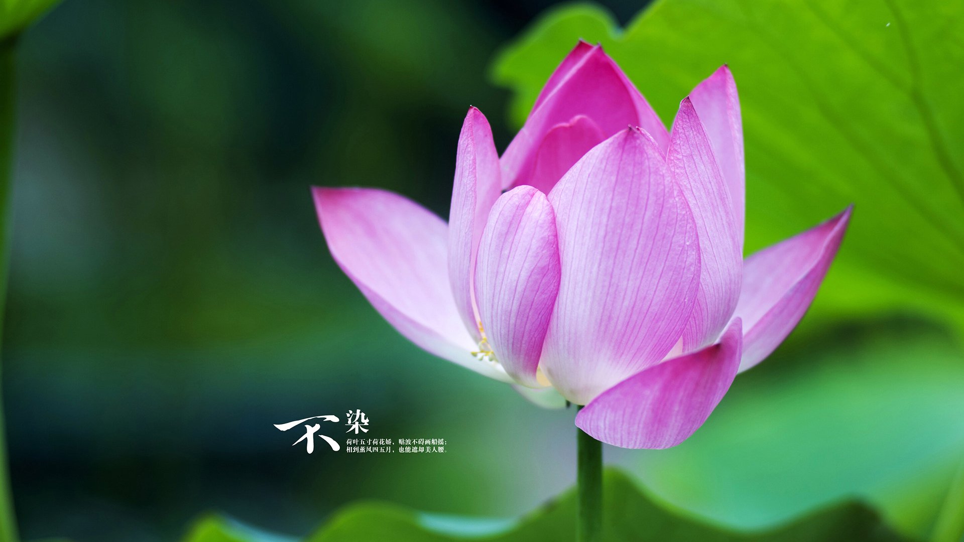 开云sport-记忆回响，当利拉德时刻穿越十年遇见盐湖城的回音