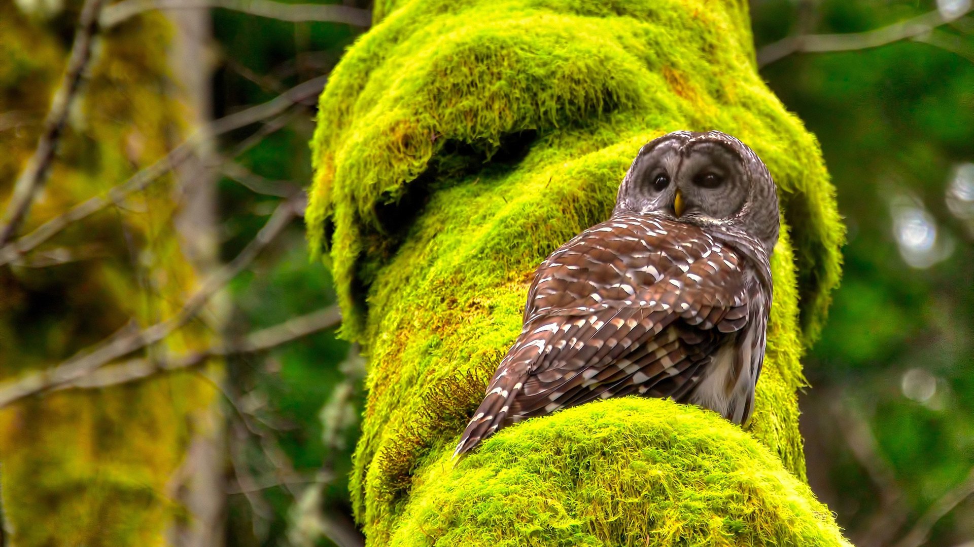 绿茵烽火映照东北虎啸,当英超争冠悬念碰撞辽宁男篮制霸传奇