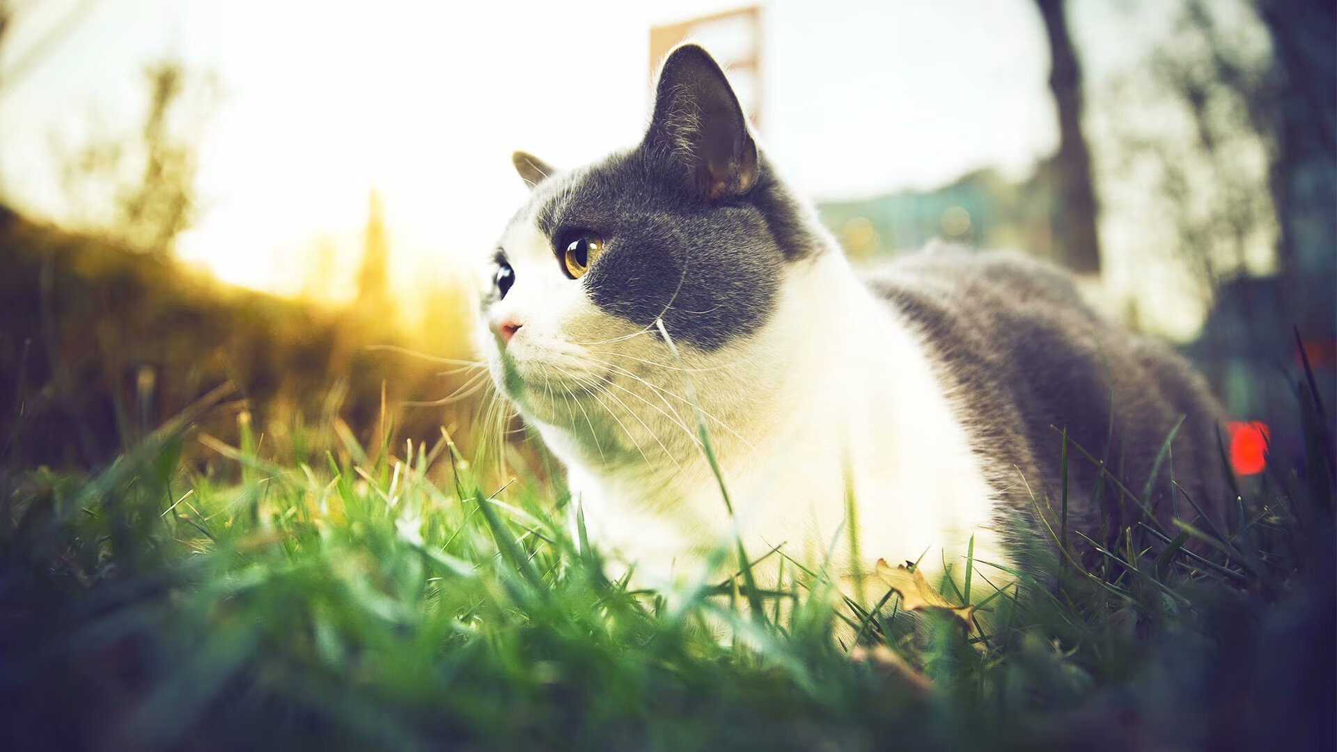 雷霆一击,班凯罗的关键时刻,奇才客场险胜火箭