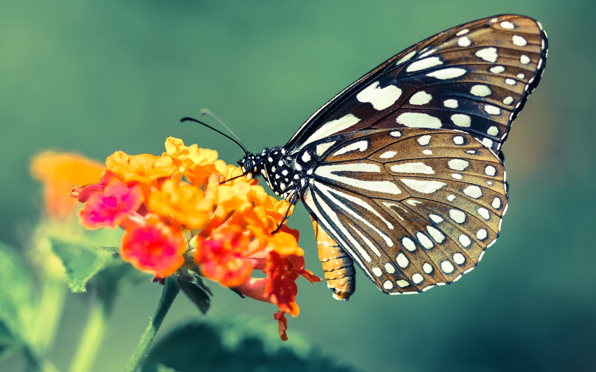 友谊赛新尝试，阿森纳2-0丹麦国家队，租借新星卡马文加穿针引线完美掌控节奏
