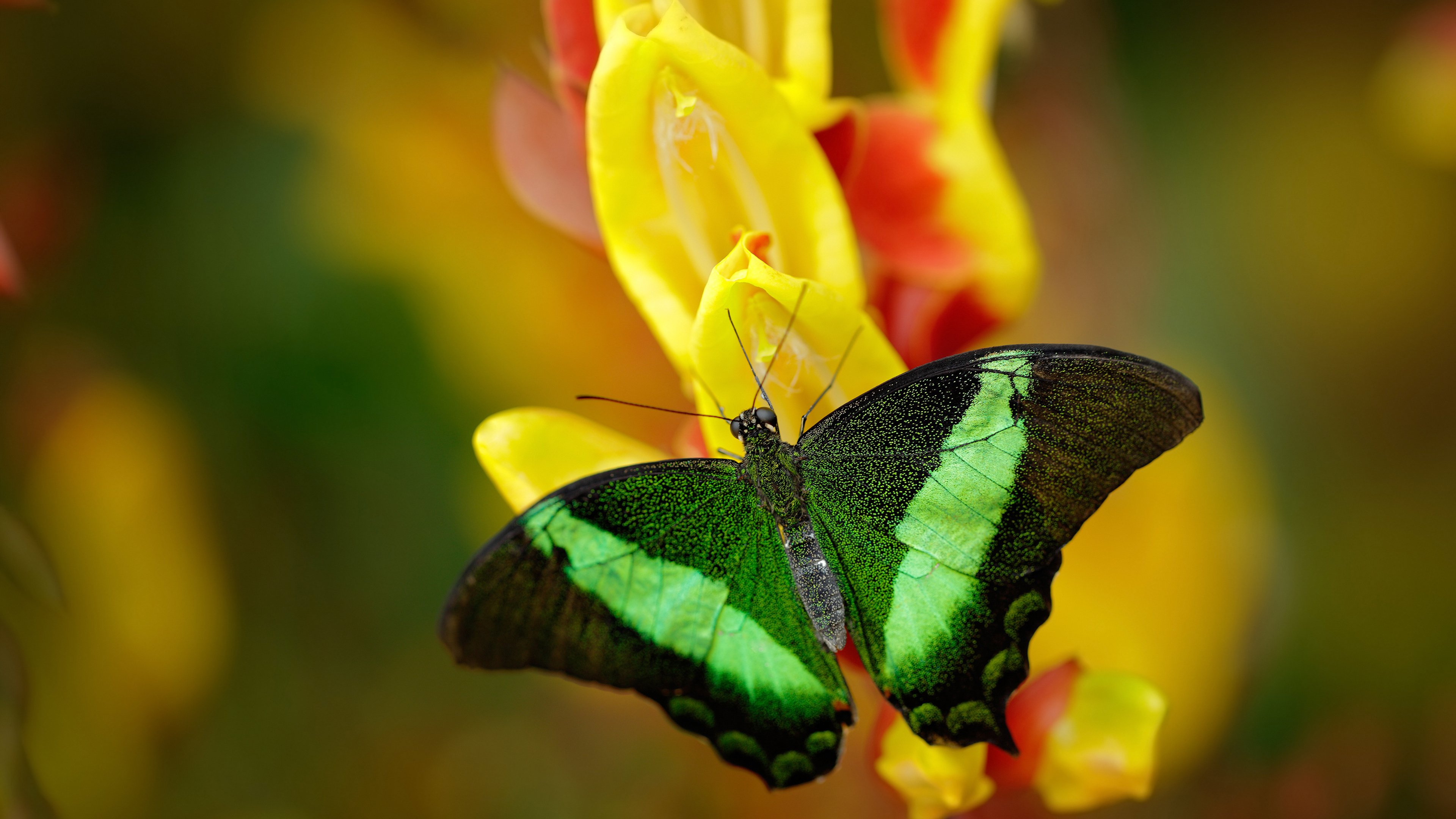 开云官网-篮球之夜的平行时空,吉林队鏖战上海队,杰伦·格林欧冠决赛接管比赛