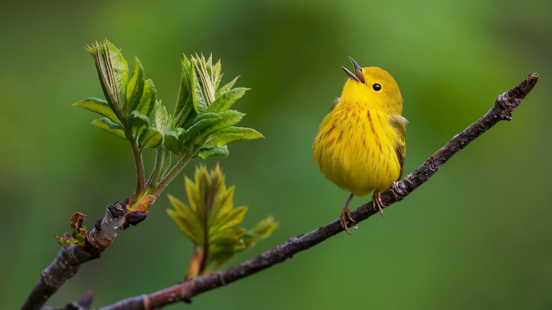 开云APP-东决焦点战,76人以碾压之势击溃猛龙,晋级在望