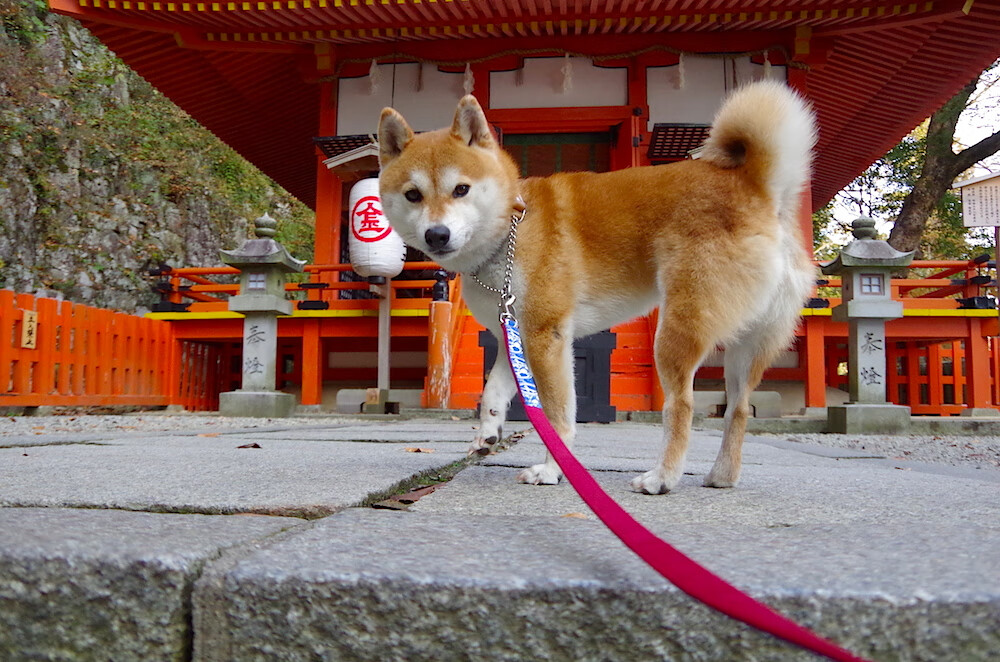 开云体育在线-龙争虎斗！浙江队抢七生死战淬火成金，力克猛龙昂首晋级
