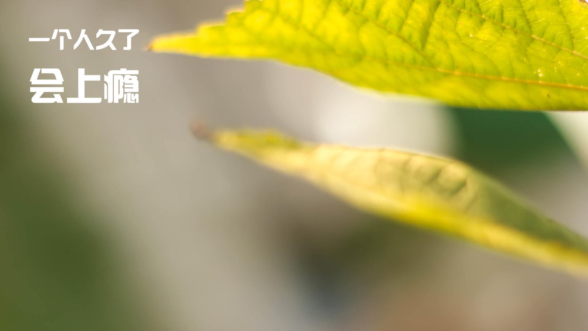 班凯罗关键回合显神威，辽宁队收割尼克斯夺胜局