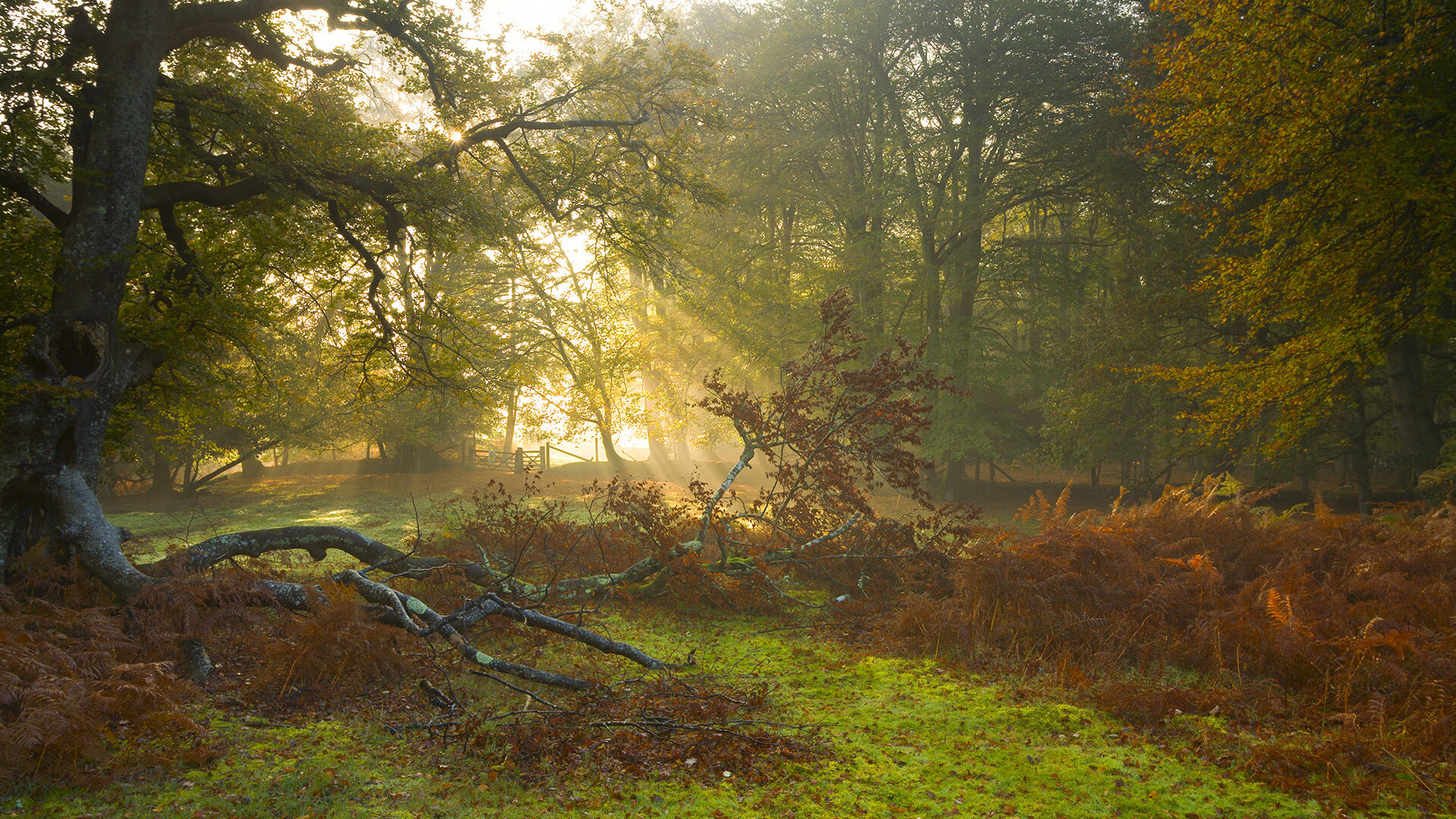 开云体育平台APP-从萨克拉门托到世界之巅，当国王逆转黄蜂，贝恩于2026接管赛场