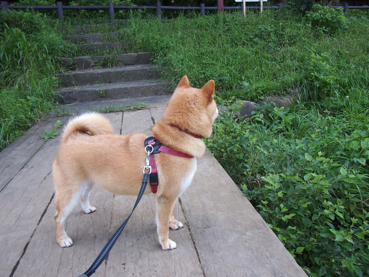 逆版本而行，欧文，欧冠决赛夜的最后一位古典刺客