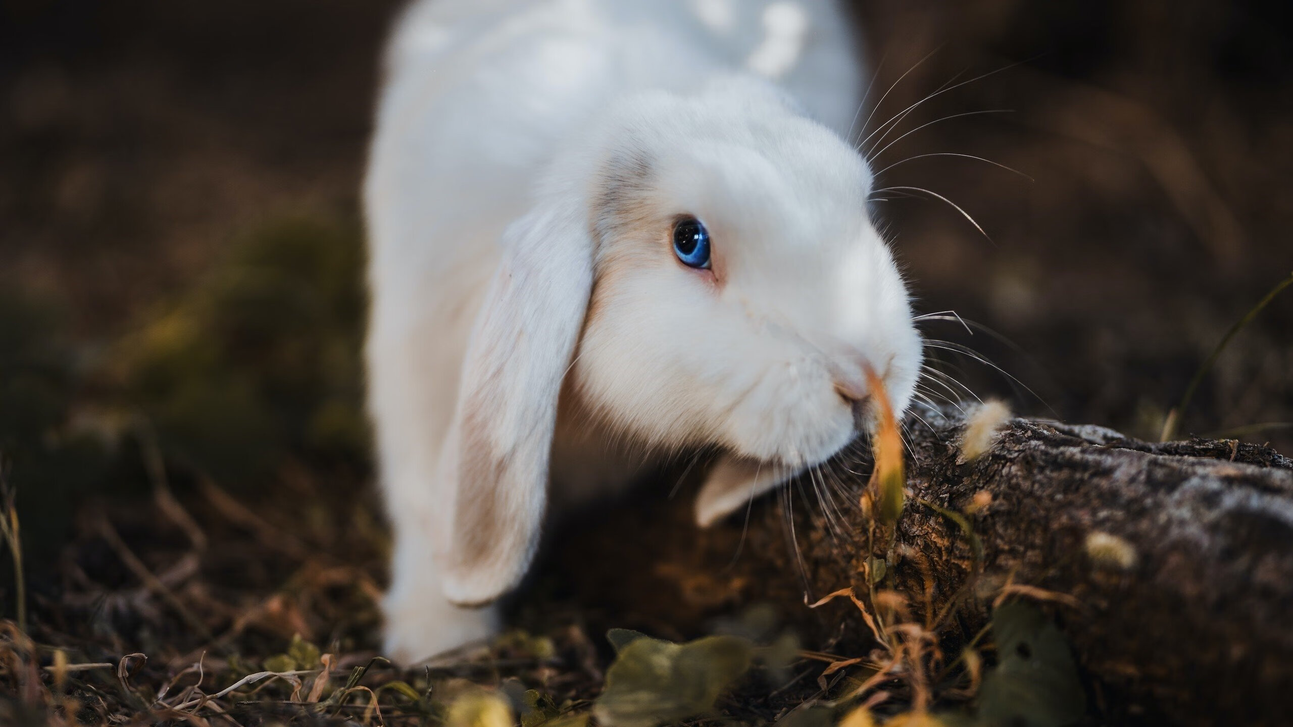 开云体育app-关键战夜,手术刀出鞘,基耶萨的压制级表演如何为意大利精密机器注入灵魂