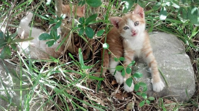 新王的加冕礼，巴雷拉一传一射击沉蓝军，塞维利亚欧战基因再显灵