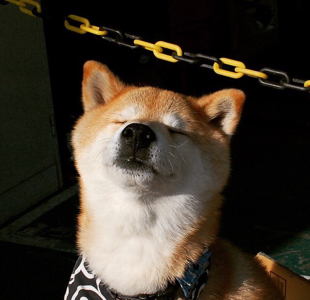 当锡安成为孟菲斯图腾，灰熊狂胜湖人背后的精神密钥