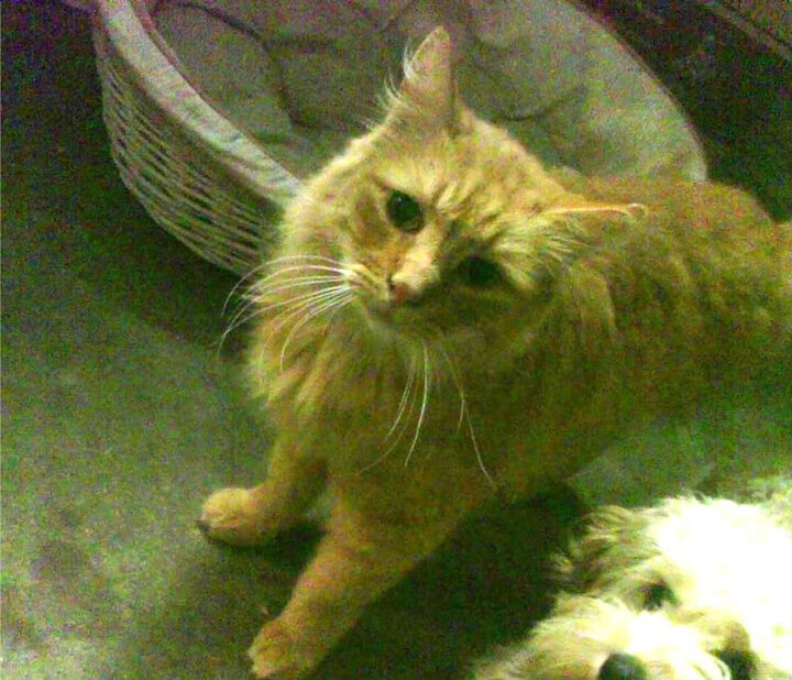 开云体育APP下载-当足球遇上篮球,西甲国家德比之夜,看约基奇如何在大舞台闪耀