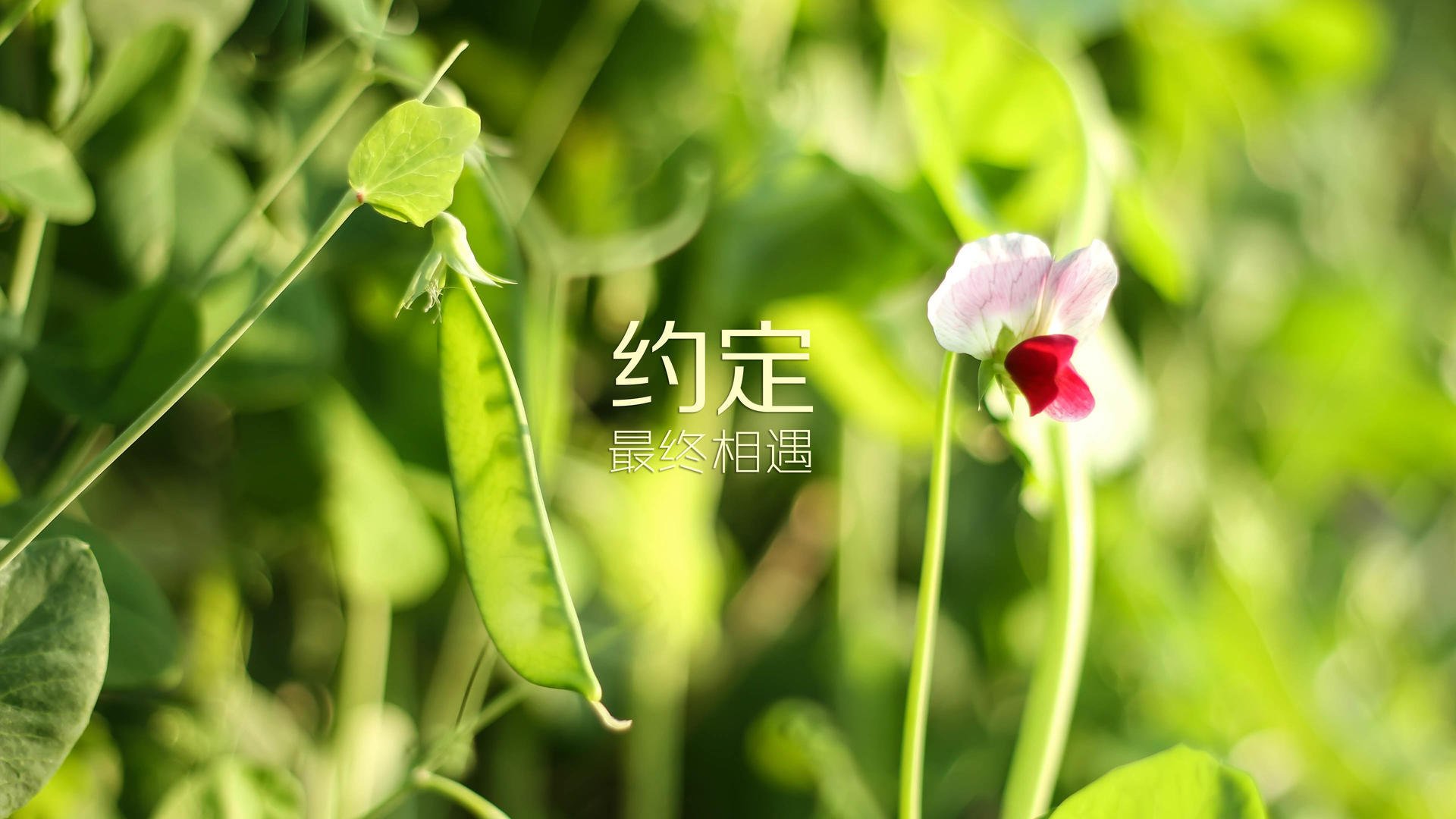 绿茵王者归来，2026世界杯B组焦点战，巴西碾压阿联酋，费利克斯独舞封神